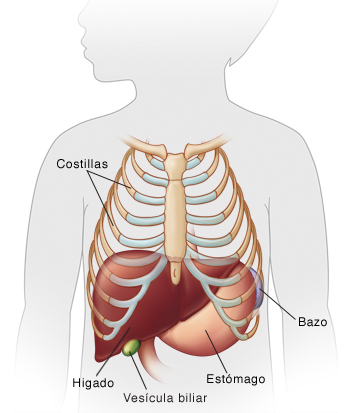 Contorno de un niño donde puede verse la ubicación del hígado.