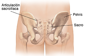 Vista posterior de los glúteos de un hombre con los huesos de la pelvis en imagen fantasma donde se observa la articulación sacroilíaca.